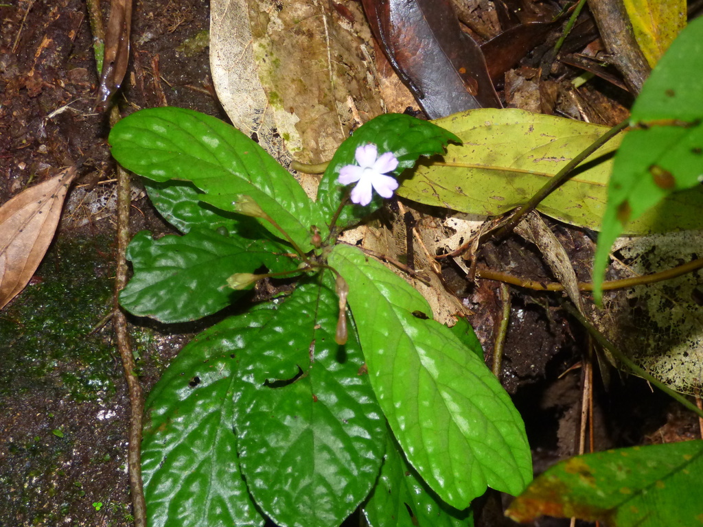 Napeanthus primulifolius