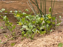 Halerpestes cymbalaria