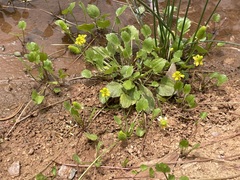 Halerpestes cymbalaria