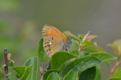 Coenonympha glycerion