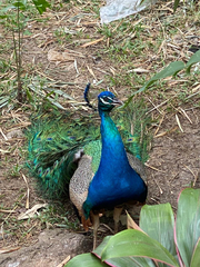 Pavo