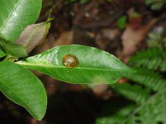 Simpulopsis