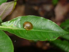 Simpulopsis