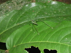 Engonia