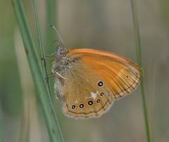 Coenonympha glycerion