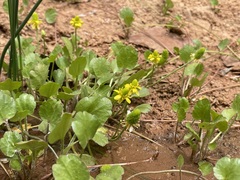 Halerpestes cymbalaria