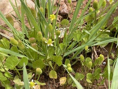 Halerpestes cymbalaria