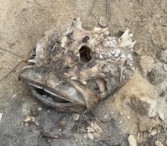 Scorpaenidae