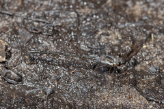 Archiargiolestes parvulus