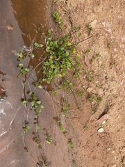 Halerpestes cymbalaria