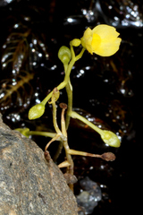 Utricularia aurea