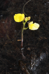 Utricularia aurea