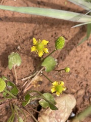 Halerpestes cymbalaria