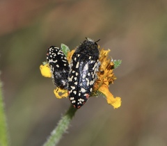 Acmaeodera rubronotata