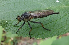 Neoitamus cyanurus