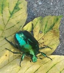 Protaetia speciosissima