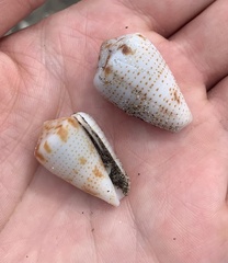 Conasprella perplexa