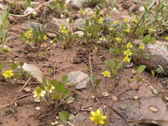 Halerpestes cymbalaria