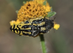 Acmaeodera amplicollis