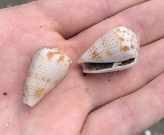 Conasprella perplexa