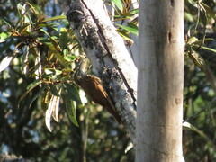 Lepidocolaptes falcinellus