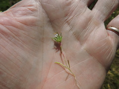 Navarretia intertexta