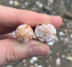 Conasprella perplexa