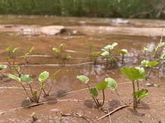 Halerpestes cymbalaria