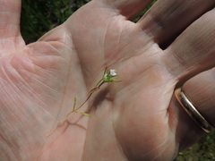 Navarretia intertexta