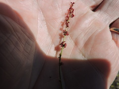 Rumex paucifolius