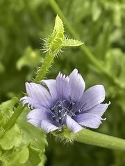 Cichorium