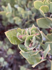 Arctostaphylos glandulosa