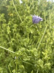 Cichorium