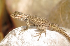 Sceloporus jarrovii