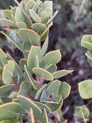 Arctostaphylos glandulosa
