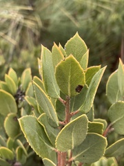 Arctostaphylos glandulosa