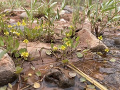 Halerpestes cymbalaria