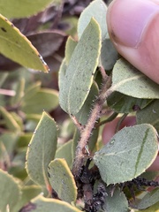Arctostaphylos glandulosa