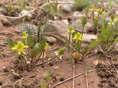 Halerpestes cymbalaria
