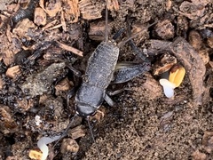 Gryllus