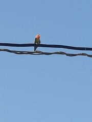 Agapornis roseicollis