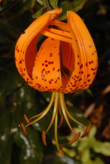 Lilium humboldtii humboldtii