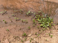 Halerpestes cymbalaria