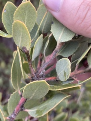 Arctostaphylos glandulosa