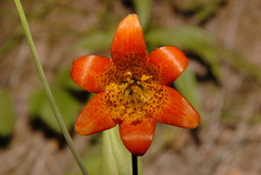 Lilium parvum