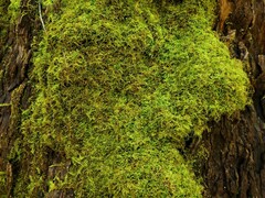 Thuidiopsis