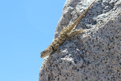Sceloporus uniformis