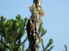 Lepidocolaptes falcinellus