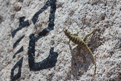 Sceloporus uniformis