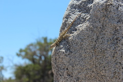 Sceloporus uniformis
